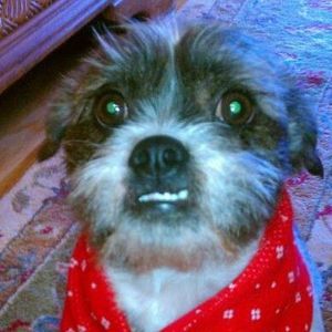 Meet your Posher, Donna